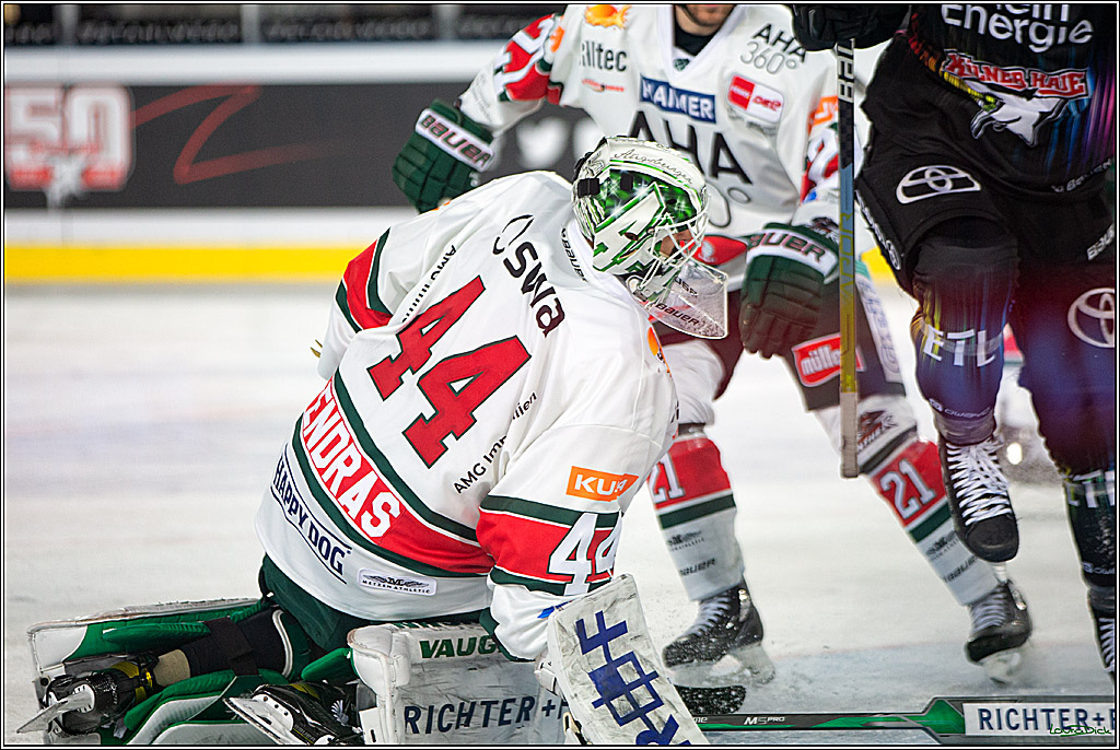 PENNY DEL; Koelner Haie- Augsburger Panther; Koeln, 08.01.2023